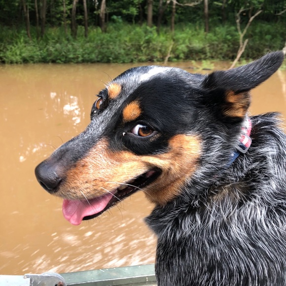 Meet your Posher, J Broussard - Picture 5 of 6